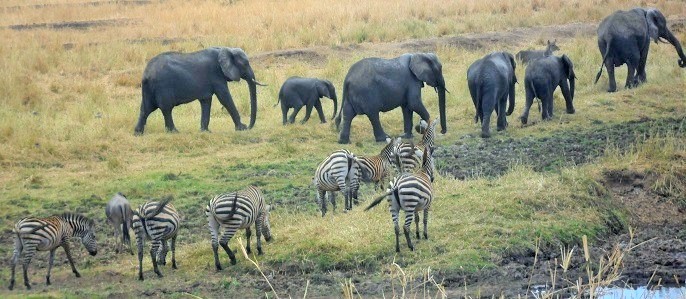 tarangire national park wildlife